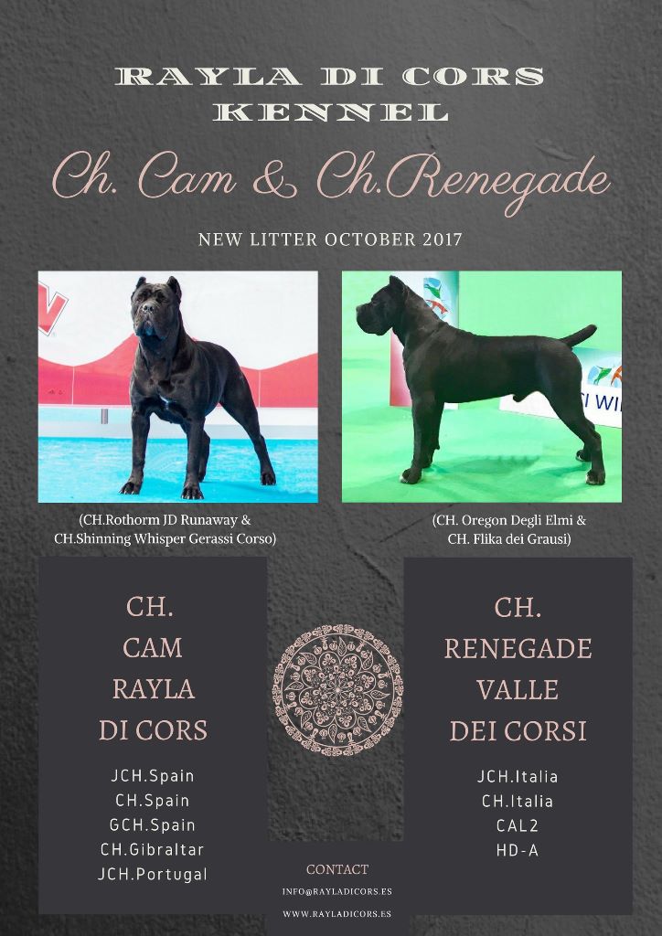 Rayla di Cors - CHIOT MALE DISPONIBLE