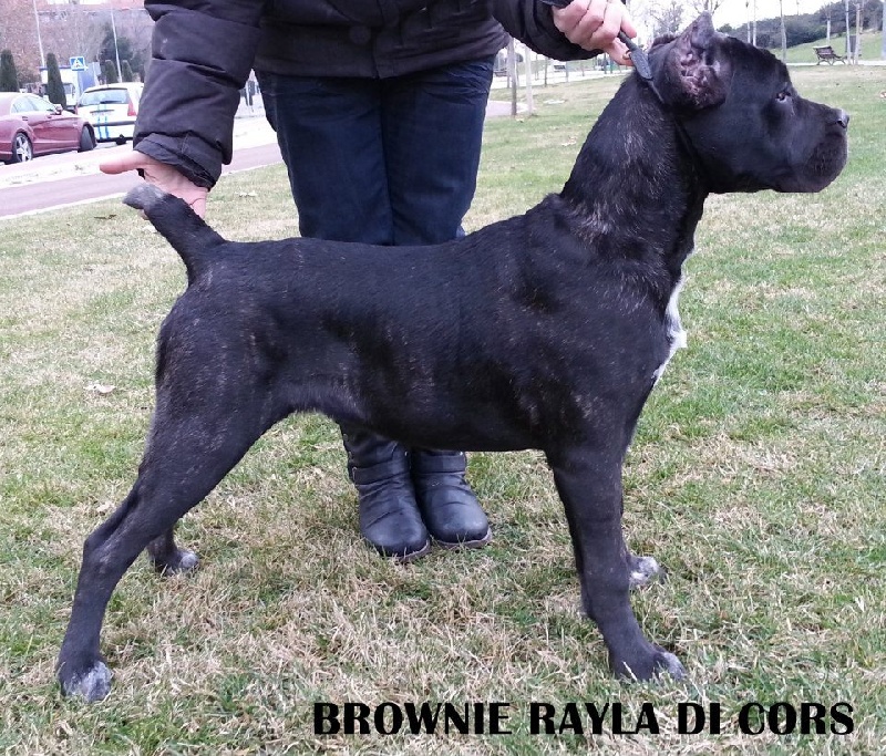 Brownie di Rayla di Cors