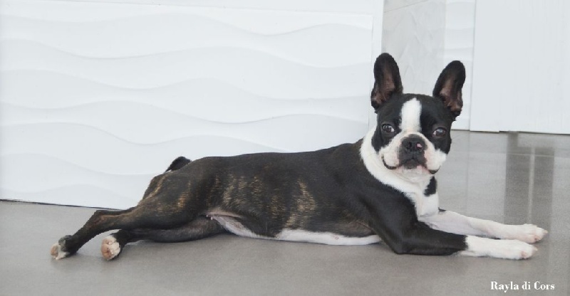 Luxury Dog's Good girl go to heaven