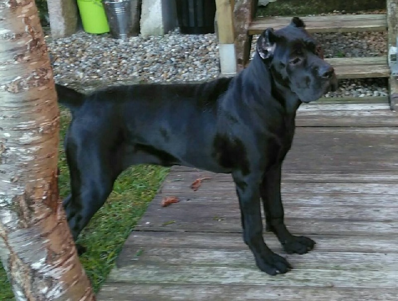 Growley Rayla di Cors
