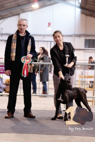 IV Monográfica Club Español Cane Corso